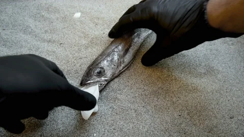 Man take off plastic garbage from dead Cod fish mouth,disposal glove,pollution Stock Footage 134936390