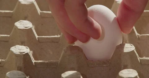 A man takes a chicken egg from a tray Stock Footage 239969386