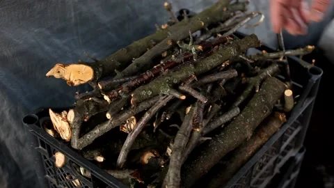 A man takes dry branches from a box. Stock Footage 130685972