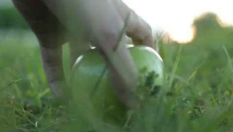 Man takes fallen apple Stock Footage 11237604