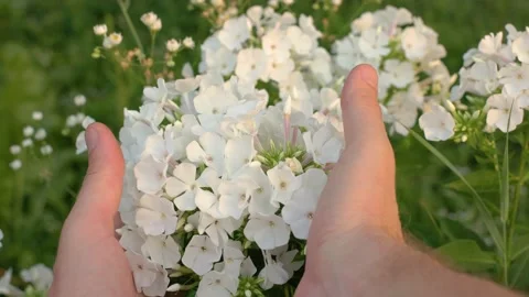 Man takes flowers Stock Footage 169190772