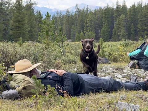 Man takes a nap while his rambunctious Brown Lab has other plans. Stock Photos