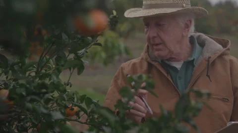 Man Takes Notes Of Inventory On Fruit Tree Stock Footage 270335168