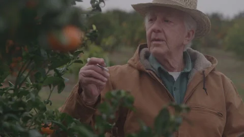 Man Takes Notes While Looking At Fruit Tree Video stock 270335200