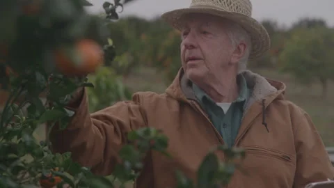 Man Takes Notes While Observing Fruit Tree Stock Footage 270335187