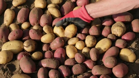 Man takes one heart-shaped organic potato and brings it closer to the camera Stock Footage 284630235