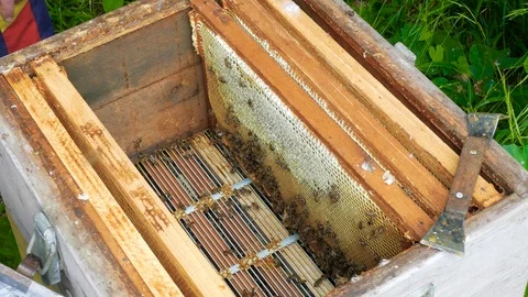 A man takes out a frame with a beehive honeycomb Stock Footage 123581111