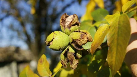 A man takes out of the outer protective skin of a walnut. People harvest the nut Stock Footage 97293202