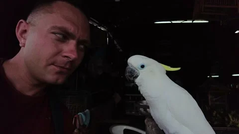 A man takes a selfie with a parrot, a man communicates with a white parrot Stock Footage 208024892