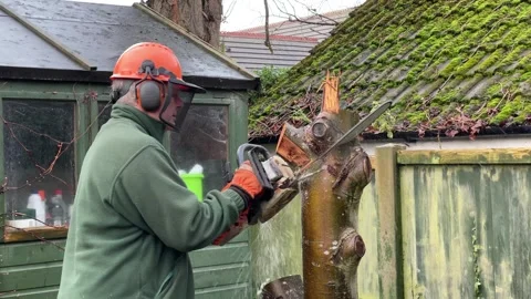 Man takes tree down with a chainsaw, England Stock Footage 264772024