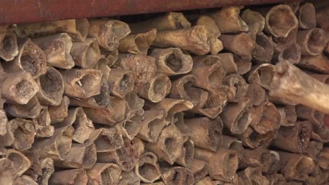 Man taking bones from large stack, Kathmandu, Bagmati Province, Nepal Stock Footage 147608097