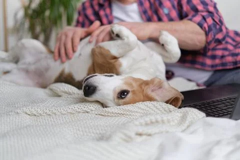 Man taking a break from work on laptop to lovingly scratch his contented dog's Foto stock