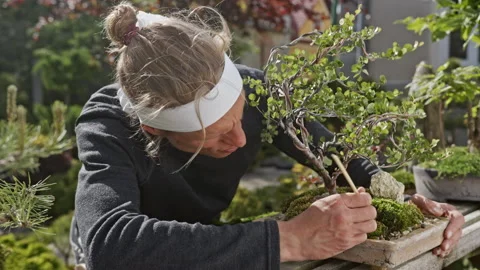 Man taking care of bonsai tree in garden Stock Footage 219293637