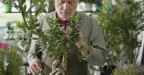 Man taking care of a bonsai tree in a florist shop Stock Footage 297788126