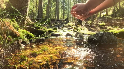Man taking clear drinking water from a stream in forest. Stock Footage 239393968