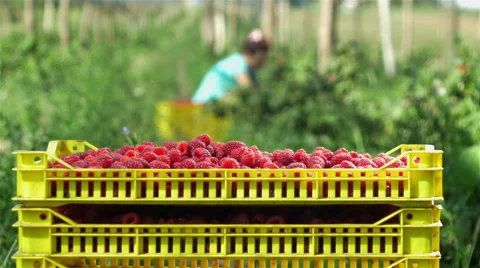 Man taking crates full with raspberries and woman picking fruits in background. Stock Footage 66295664