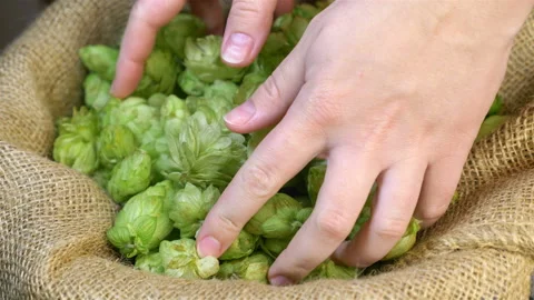 Man taking hops from the box in 4k slow motion 60fps Video stock 114270668