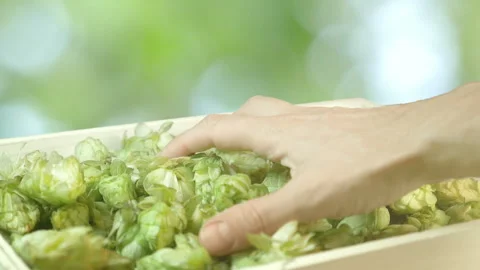 Man taking hops from the box on the plantation in slow motion 180fps Vidéo 99169952