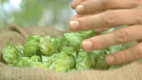 Man taking hops from the linen bag on the plantation in slow motion 180fps Stock Footage 98439418