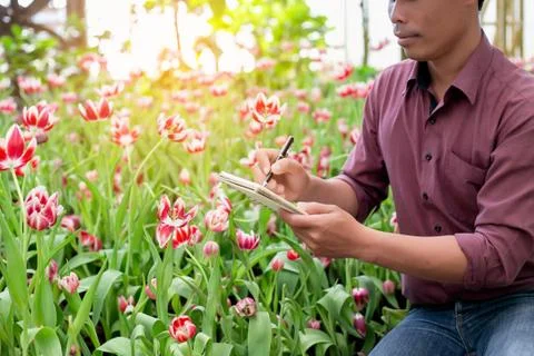 Man taking notes in a white flower garden Stock Photos