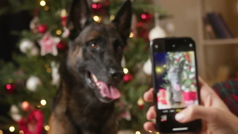 Man taking photo of dog posing on christmas tree background, using smartphone Stock-Footage 163848286