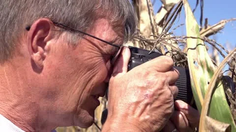 Man taking pictures in corn field 스톡 동영상 12031555