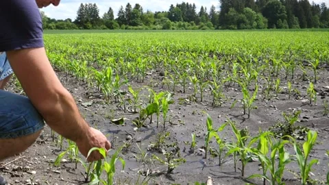 Man taking plants on the field Stock Footage 198011042