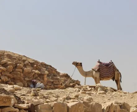 Man taking rest in shadow while his camel stands beside in Egypt. Foto stock