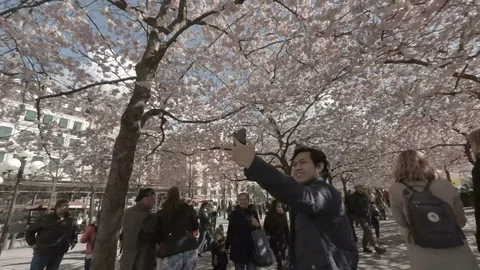 Man taking selfie amongst Cherry tree blossom in Stockholm Kungsträdgården Stock Footage 74960477