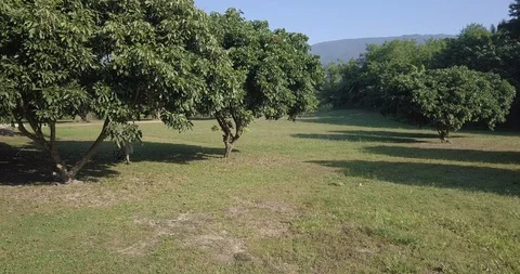 A man is taking a video with a gimble Chiang Mai Thailand Stock Footage 100744232