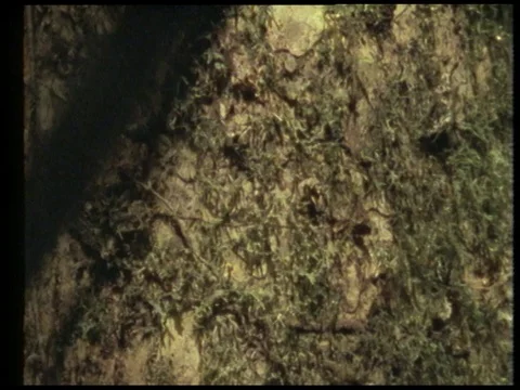 Man talking about earth being alive while tree is cutted, 1990 Stock Footage 136672401