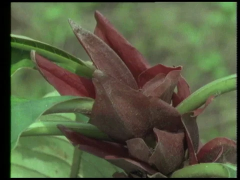 Man talking about flowers and plants while people drawing, 1990 Stock Footage 136673908