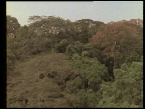 Man talking about rainforest on earth while people singing, 1990 Stock Footage 136672424