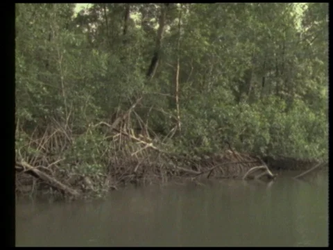Man talking about rainforest on earth while people singing, 1990 Video stock 136672436