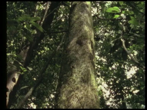 Man talking about rainforest on earth while birds singing, 1990 Stock Footage 136672569