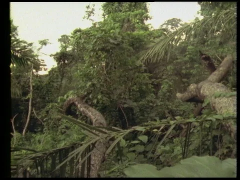 Man talking about rainforest on earth while birds singing, 1990 Stock Footage 136673471