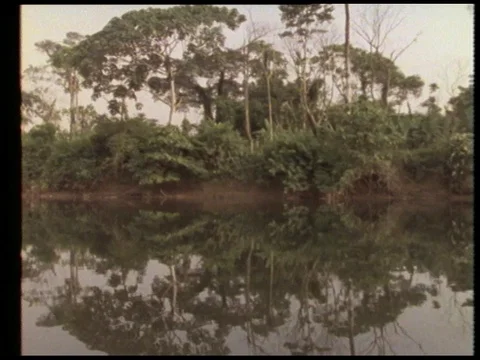 Man talking about rainforest on earth while birds singing, 1990 Stock Footage 136673553