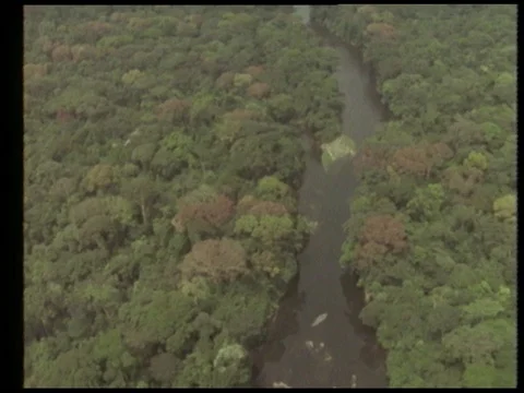 Man talking about rivers in rainforest with fishes, 1990 Stock Footage 136672897
