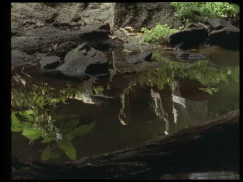 Man talking about rivers in rainforest with fishes, 1990 Stock Footage 136673024