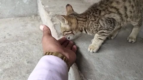 A man talking with small cat walking on stairs himachal pradesh india Stock Footage 308020050