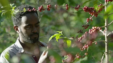 Man tasting a coffe cherry off a branch Stock Footage 79674385