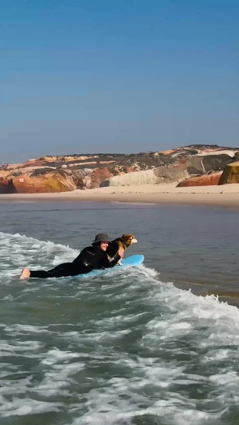 Man Teaching Dog to Surf on Ocean Waves. Stock Footage 328045332