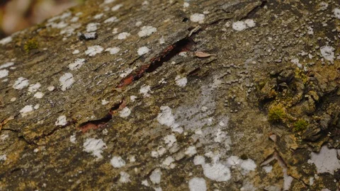 Man Tearing  Forest Tree Bark 4K 動画素材 112635543
