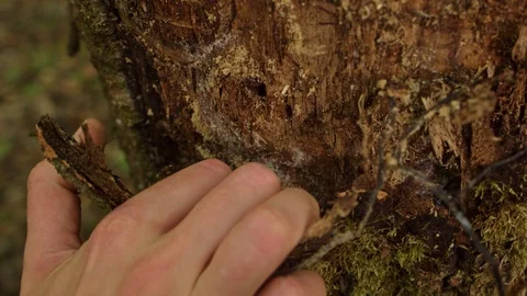 Man Tearing Off Tree Bark Forest Nature 動画素材 112627213