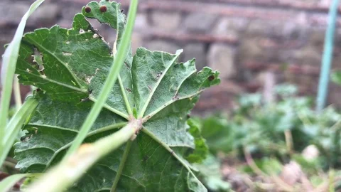 Man tears grass Stock-Footage 119078513