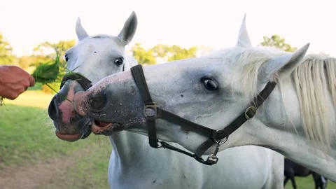 A man teases two white horses with a tuft of grass. Horse's head close-up Stock Footage 248303835