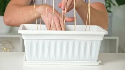 Man temp down the soil around sticks for Trellis peas. Preparation of seedlings Stock Footage 219732016