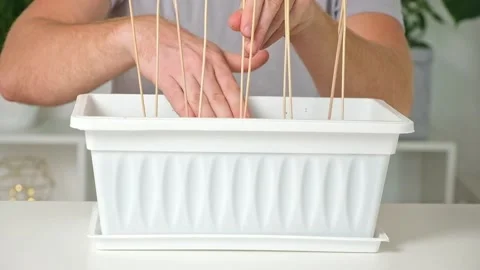 Man temp down the soil around sticks for Trellis peas. Preparation of seedlings Stock Footage 220886008