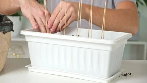 Man temp down the soil around sticks for Trellis peas. Preparation of seedlings Stock Footage 229186707