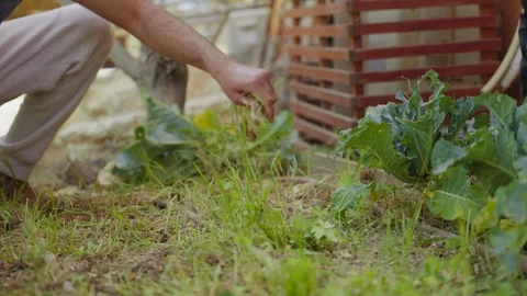 Man tends to garden bed with care Stock Footage 336916715